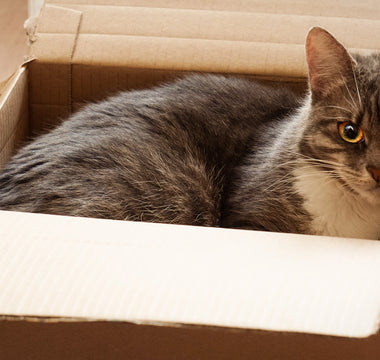 cat enjoying a cardboard box