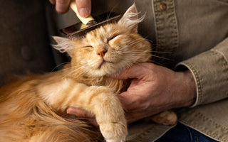 The Ultimate Guide to Cat Grooming: Tips for a Healthy Coat