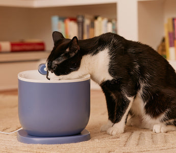 Cat drinking