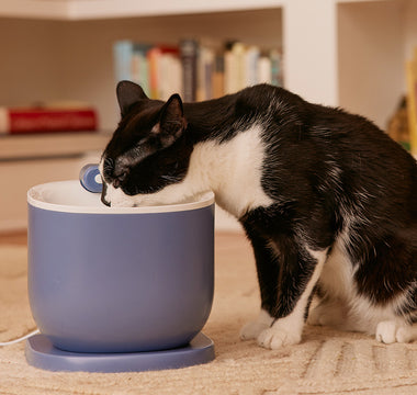 Cat drinking