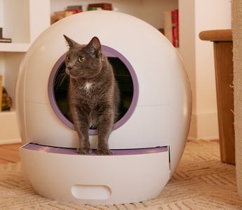 Cat using self-cleaning litter box