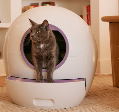 Cat using self-cleaning litter box