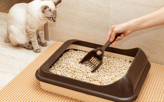 Traditional Litter Boxes vs. Self-Cleaning Litter Boxes: Which is Right for Your Cat?