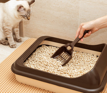 Traditional Litter Boxes vs. Self-Cleaning Litter Boxes: Which is Right for Your Cat?