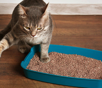 Cat Litter Box Training