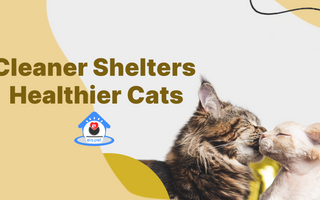 Els Pet Made a Difference for Cat Shelters